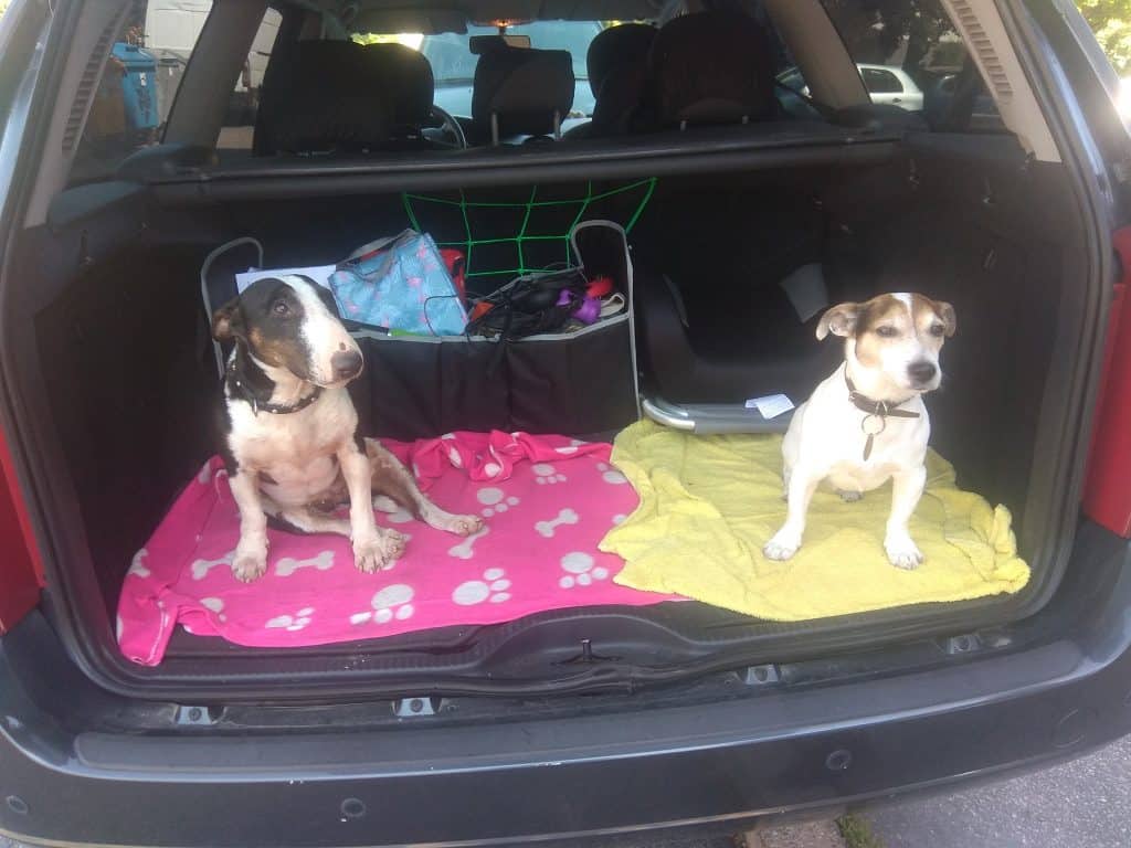 Doi
 câini în portbagajul unei mașini