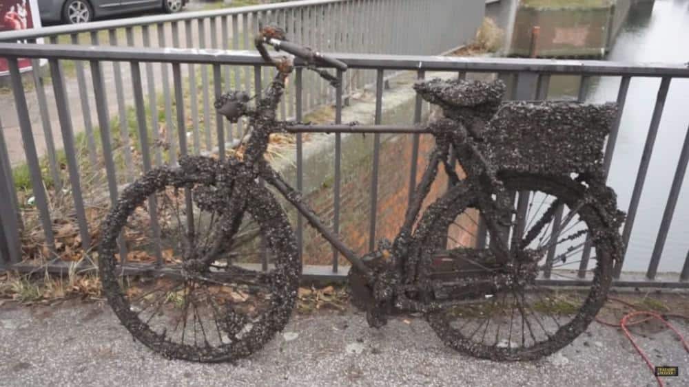 Bicicletă acoperită de stridii